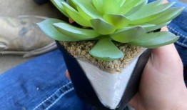 网友爆料多肉视频网,网友爆料多肉视频网精彩瞬间